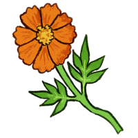 Orange Cosmos