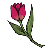 Magenta Tulip