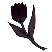 Black Tulip