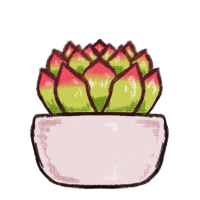 Potted Succulent