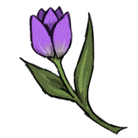 Tulip