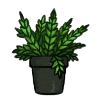 Potted Fern