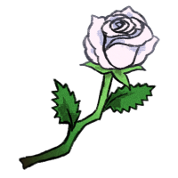 White Rose