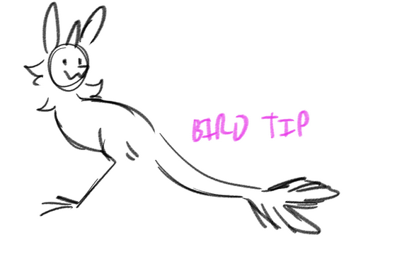 Bird Tip Tail (Sqwagul)