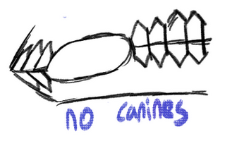 No Canine Teeth (Quigar)